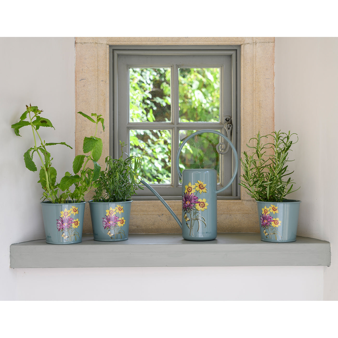 Asteraceae Indoor Watering Can